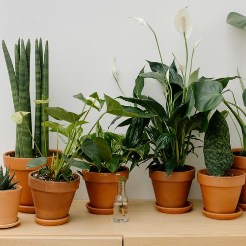 Planten
